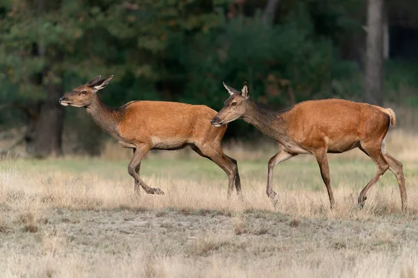 Two Female Red Deer Cervus Elaphus Rutting Season Fields National — Stock Photo, Image