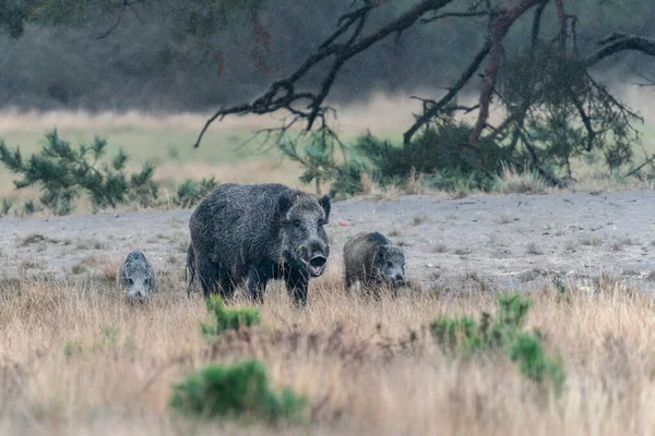 볼루에 멧돼지 Sus Scrofa Eurasian Wild Pig — 스톡 사진