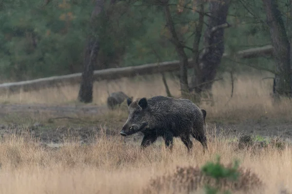 野生の豚やユーラシア野生の豚としても知られるイノシシ Sus Scrofa オランダの国立公園Hoge Veluweの森の中で — ストック写真