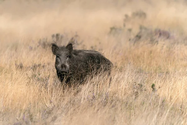 볼루에 멧돼지 Sus Scrofa Eurasian Wild Pig — 스톡 사진