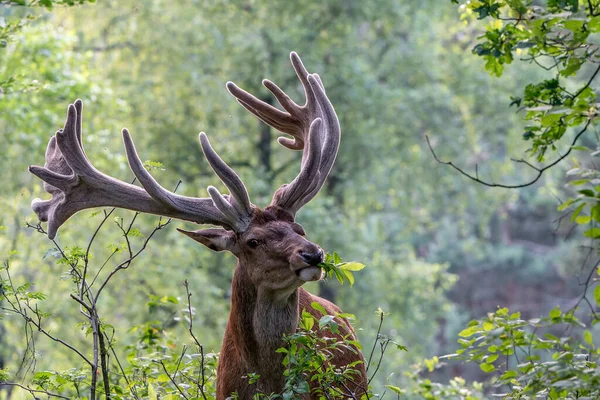 Όμορφο Κόκκινο Ελάφι Τρώει Φύλλα Cervus Elaphus Κέρατα Που Αναπτύσσονται — Φωτογραφία Αρχείου