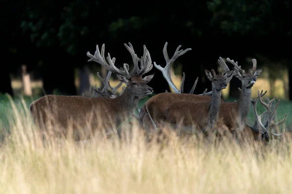 Grande Grupo Veados Vermelhos Cervus Elaphus Com Chifres Crescendo Veludo — Fotografia de Stock