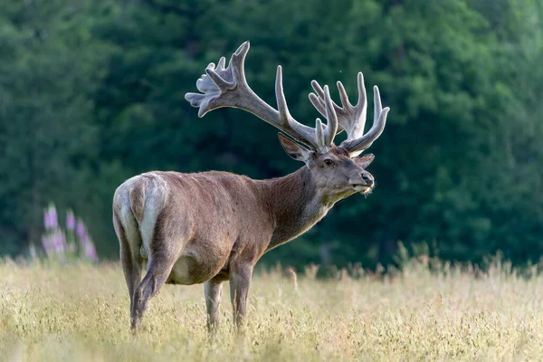 Cervus Elaphus 벨벳에 뿔이다 볼루에 밭에서 배경의 — 스톡 사진