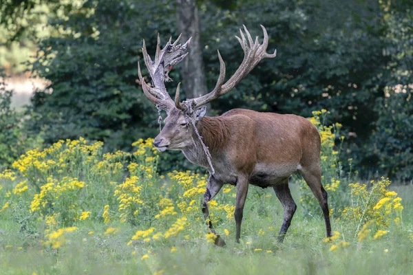 Κόκκινα Ελάφια Cervus Elaphus Ελαφοκέρατα Βελούδο Στον Τομέα Του Εθνικού — Φωτογραφία Αρχείου