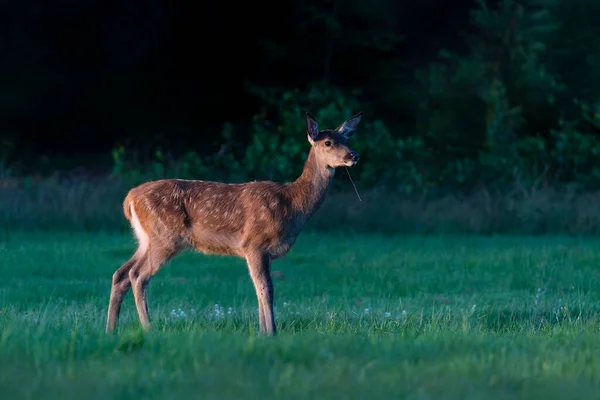 Female Red Deer Cervus Elaphus Field National Park Hoge Veluwe — Stock Photo, Image