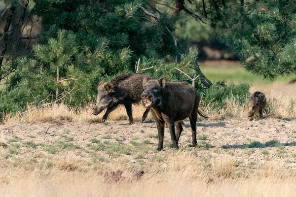 네덜란드 공원의 멧돼지 Sus Scrofa 유라시아의 돼지로 도알려져 멧돼지 Sus — 스톡 사진