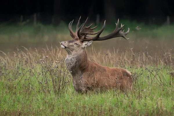 Κόκκινο Ελάφι Cervus Elaphus Στον Τομέα Του Εθνικού Πάρκου Hoge — Φωτογραφία Αρχείου