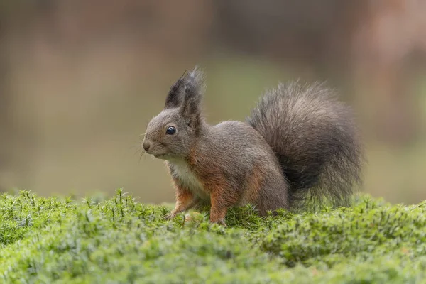 Curioso Scoiattolo Rosso Eurasiatico Sciurus Vulgaris Nella Foresta Del Brabante — Foto Stock