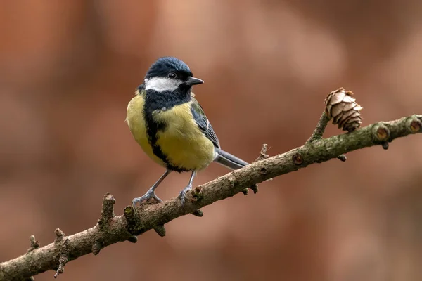 Great Tit Parus Major Branch Forest Noord Brabant Netherlands Background — Stock Photo, Image