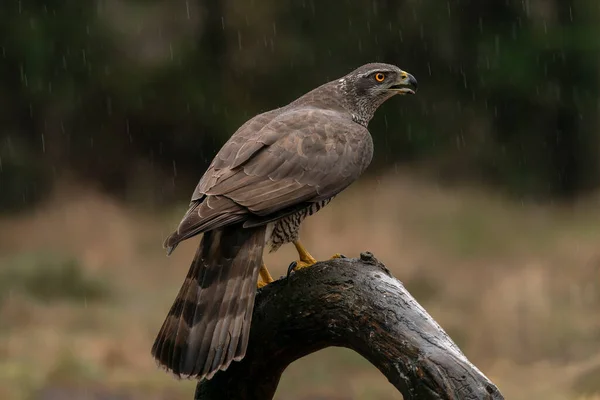 Accipiter Gentilis Ramo Sotto Forti Piogge Nella Foresta Del Brabante — Foto Stock