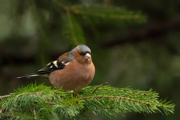 Male Common Chaffinch Fringilla Coelebs Branch Forest Noord Brabant Netherlands — стокове фото