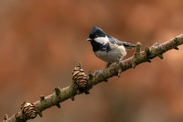 Beautiful Coal Tit Periparus Ater Branch Dark Forest Noord Brabant — Photo