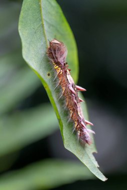 Güzel Mavi Morpho tırtılı (Morpho peleides) bir yaprağın üzerinde.