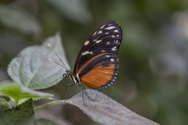  Güzel Tiger Longwing (Heliconius hekale) Güney Amerika 'daki Amazon yağmur ormanlarında güzel sarı bir çiçek üzerinde. Başkan Tropikal Kelebek. Bulanık yeşil arkaplan.