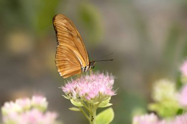  Beautiful Julia butterfly, Julia heliconian, the flame, or flambeau (Dryas iulia) feeding on blue flower (Scabiosa caucasia) in a Summer garden. Blurry background. Precious orange Tropical butterfly.             