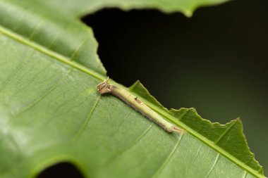 Güzel orman dev baykuşu tırtılı (Caligo eurylochus) bir yaprağın üzerinde. Güney Amerika 'daki Amazon yağmur ormanlarında. Başkan Tropikal Kelebek.