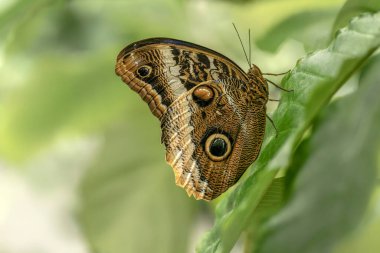  Beautiful blue Morpho (Morpho menelaus) on a branch in the amazon rainforest in South America. Presious Tropical butterfly. Blurry bokeh background. Tropical Butterfly.                