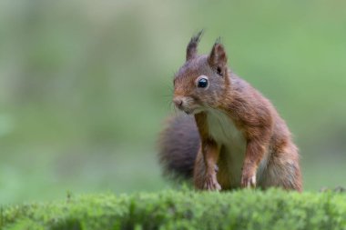Hollanda 'daki Noord Brabant ormanında güzel kırmızı sincap (Sciurus vulgaris).