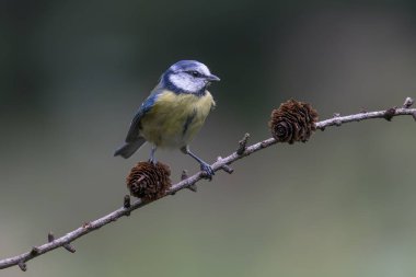 Eurasian Blue Tit (Cyanistes caeruleus) on a branch in a dark forest of Noord Brabant in the Netherlands.                                                              