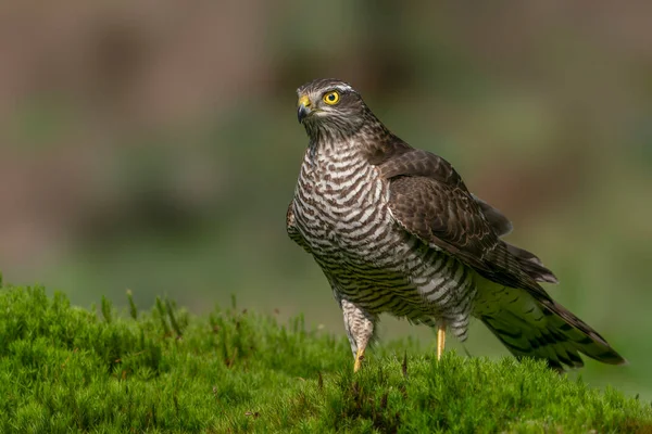 Γεράκι Ευρασιατικό Σπουργίτι Accipiter Nisus Στο Δάσος Noord Brabant Στην — Φωτογραφία Αρχείου