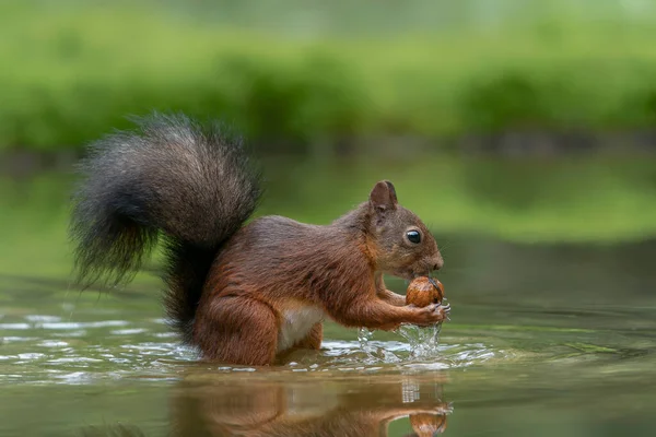 Krásná Červená Veverka Sciurus Vulgaris Lese Noord Brabant Nizozemsku — Stock fotografie