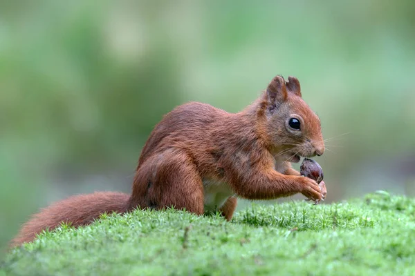 Esquilo Vermelho Eurasiano Sciurus Vulgaris Comer Uma Noz Floresta Noord — Fotografia de Stock