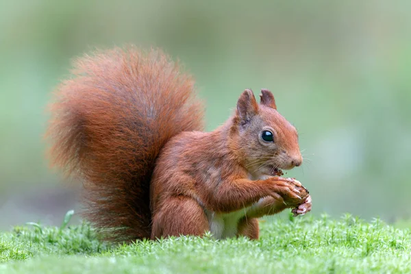 Rotes Eichhörnchen Sciurus Vulgaris Frisst Eine Walnuss Wald Von Noord — Stockfoto