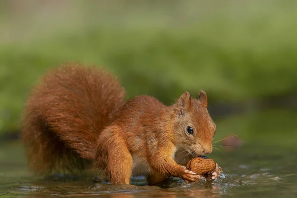 Bellissimo Scoiattolo Rosso Sciurus Vulgaris Nella Foresta Del Brabante Settentrionale — Foto Stock