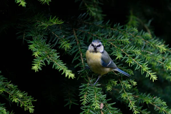 Eurasian Blue Tit Cyanistes Caeruleus Branch Dark Forest Noord Brabant — Photo