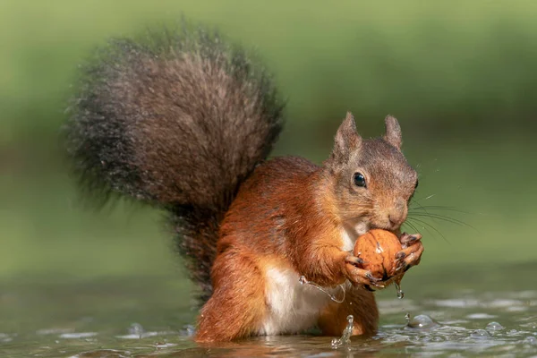 Bellissimo Scoiattolo Rosso Sciurus Vulgaris Nella Foresta Del Brabante Settentrionale — Foto Stock