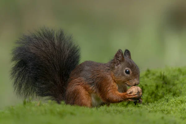 Bellissimo Scoiattolo Rosso Sciurus Vulgaris Nella Foresta Del Brabante Settentrionale — Foto Stock