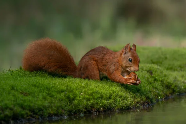 Bellissimo Scoiattolo Rosso Sciurus Vulgaris Nella Foresta Del Brabante Settentrionale — Foto Stock