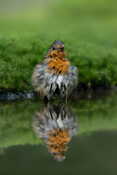 Robin Erithacus Rubecula Лесу Брабант Нидерландах — стоковое фото