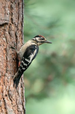 Hollanda 'nın Noord Brabant ormanındaki bir ağaçta Büyük Benekli Ağaçkakan (Dendrocopos major).