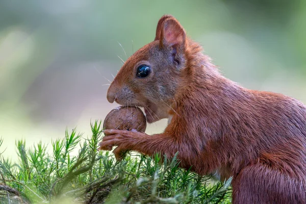 Schönes Rotes Eichhörnchen Sciurus Vulgaris Wald Von Noord Brabant Den — Stockfoto