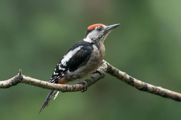 Gran Pájaro Carpintero Manchado Dendrocopos Major Árbol Bosque Noord Brabant — Foto de Stock