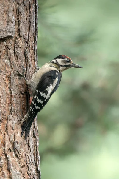 Hollanda 'nın Noord Brabant ormanındaki bir ağaçta Büyük Benekli Ağaçkakan (Dendrocopos major).