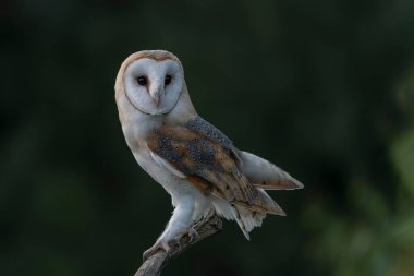                     Beautiful Barn owl (Tyto alba) sitting on a branch. Dark black background. Noord Brabant in the Netherlands. Autumn forest. Looking in the camera.           