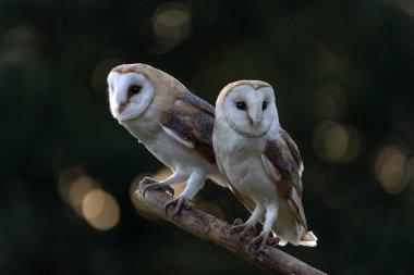  Hollanda 'da Güzel Ahır Baykuşları (Tyto alba)                                                