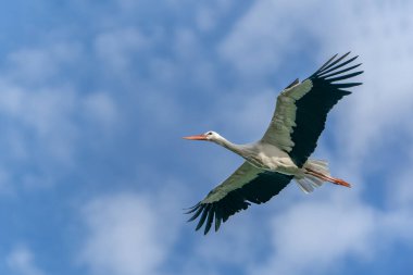 Gökyüzünde uçan beyaz leylek