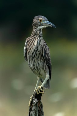 Genç ve güzel balıkçıl (Nycticorax nycticorax) Hollanda 'da Brabant yok.             