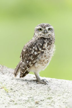 Kazan Baykuş (athene cunicularia)