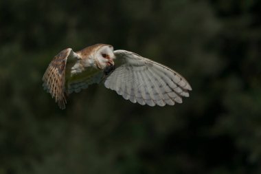Fare avıyla uçan ahır baykuşu (Tyto alba). Bokeh geçmişi. Noord Brabant Hollanda 'da.                                                                                      
