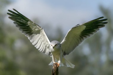 Siyah kanatlı uçurtma (Elanus caeruleus), Kanatları açık bir dala kondu. Noord Brabant Hollanda 'da.                                                              