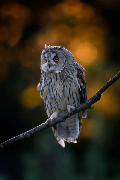Beautiful Long Eared Owls Asio Otus Branch Betula Pendula Forest — Stock Photo, Image