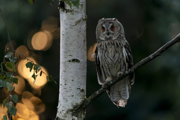 Hermosa Los Búhos Orejas Largas Asio Otus Betula Pendula Bosque — Foto de Stock