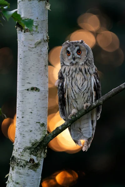 美しいオランダのノールブラバントの森の中の長い耳のフクロウ Asio Otus Betula Penula — ストック写真