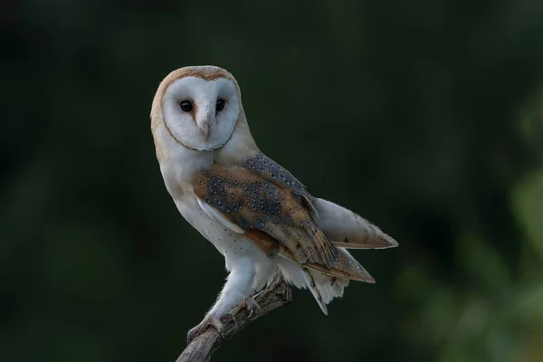 Beautiful Barn Owl Tyto Alba Sitting Branch Dark Black Background — Stockfoto