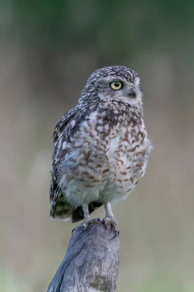 Burrowing Owl Athene Cunicularia — Stock Photo, Image