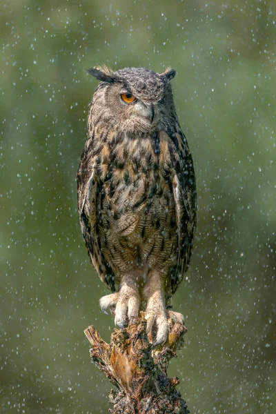 Beautiful Long Eared Owls Asio Otus Betula Pendula Forest Noord — Stock Photo, Image